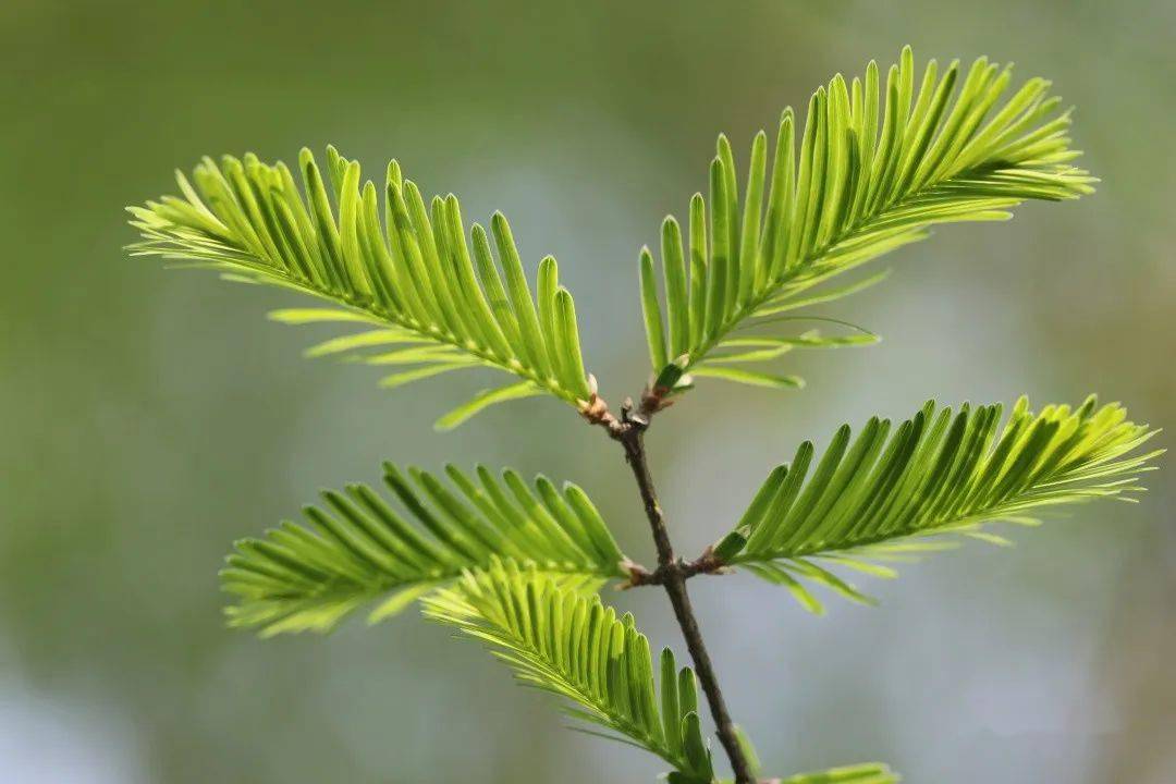 观察一棵树-水杉(20)_叶子正_叶片_新叶