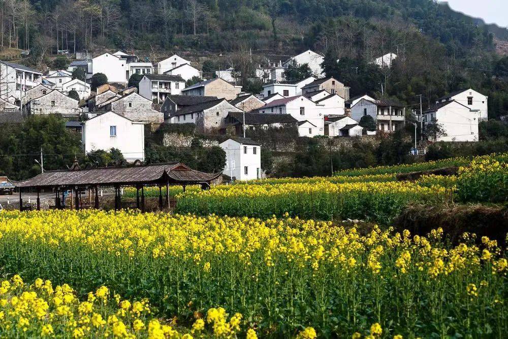 这份宁波最美油菜花地图收好清明假期踏青去