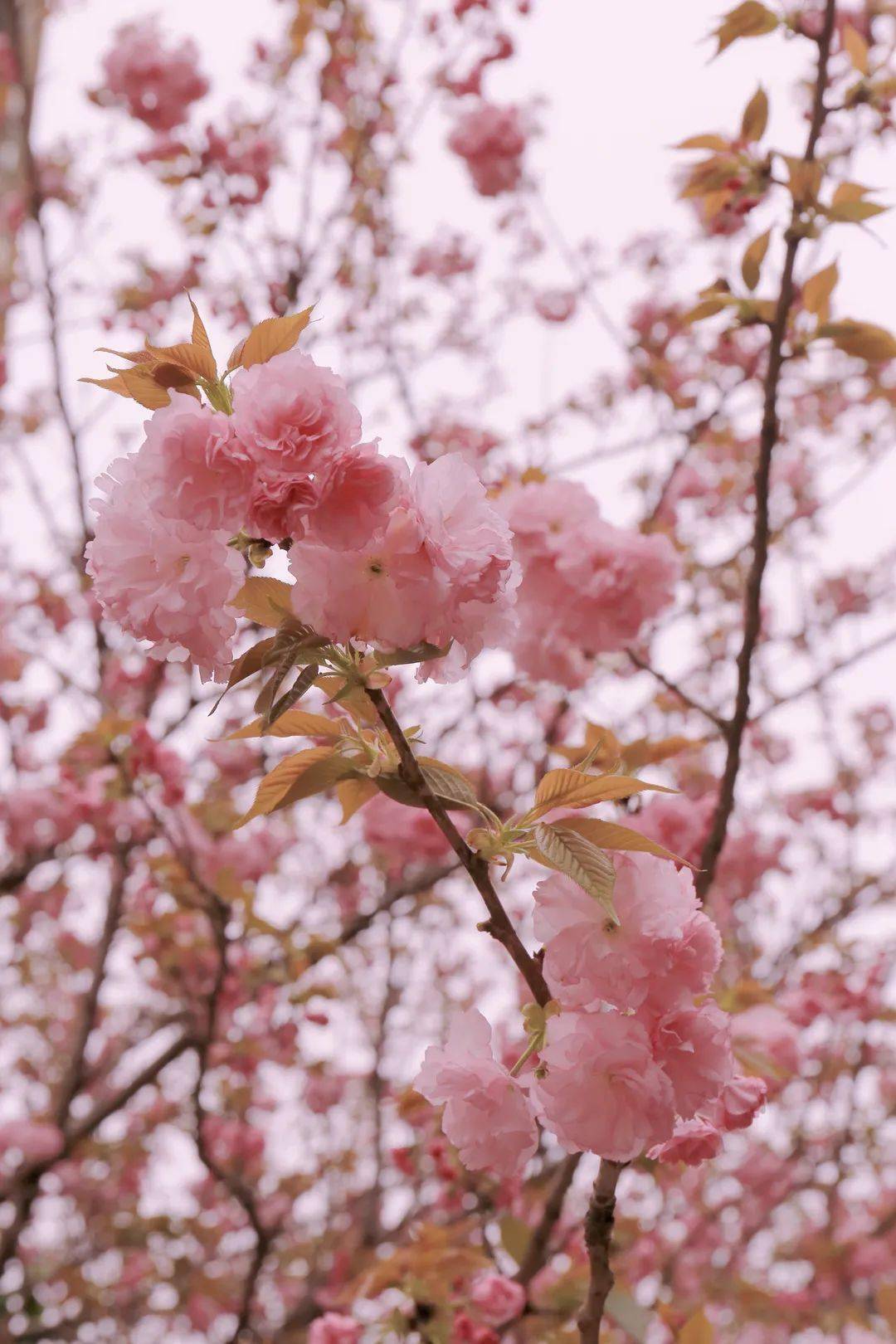 九江学院樱花图片