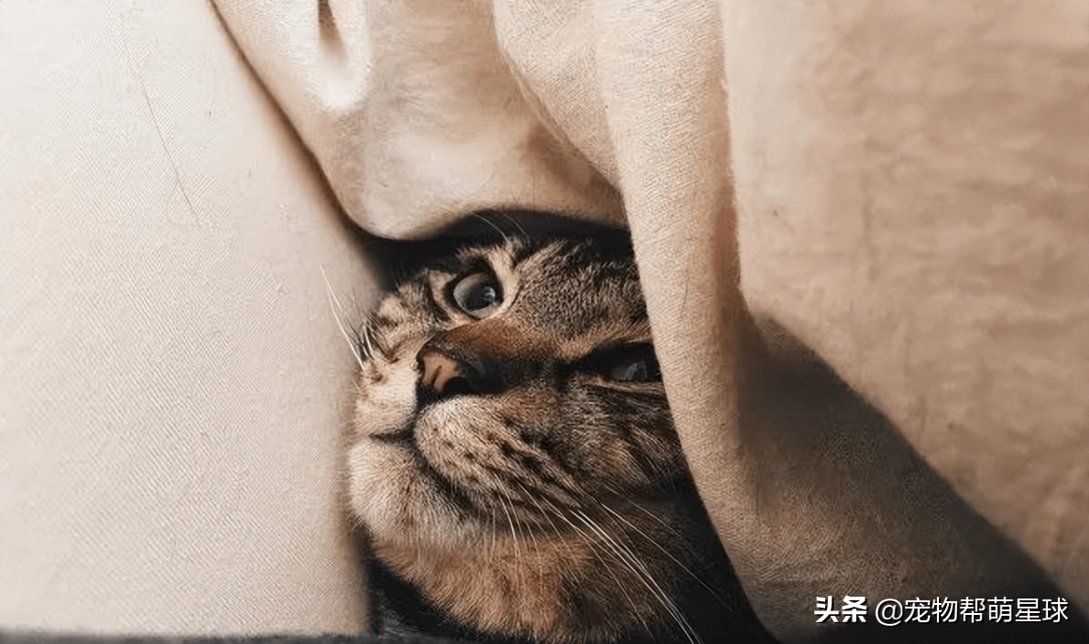 主人忙着做饭 猫咪想要爱的抱抱 结果 这也太甜了吧 竹篓 斑猫 小宝宝