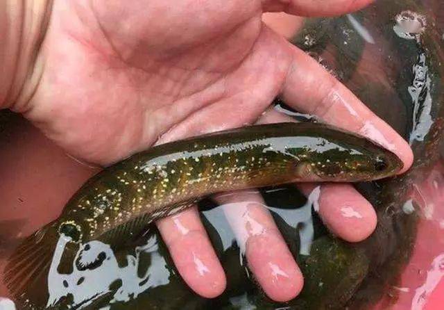 此鱼在我们广西的野河沟里很多鱼身布满星星斑点俗称七星鱼