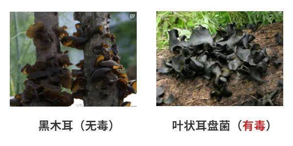 叶状耳盘菌可引起光敏性皮炎型蘑菇中毒,一般在进食24-48小时发病