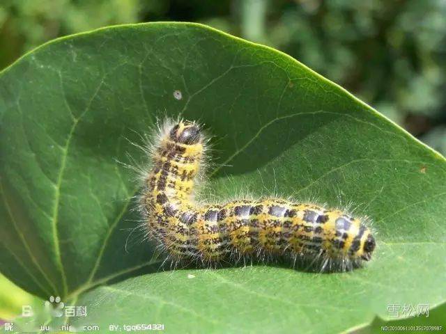 苗木害虫一网打尽防治办法全掌握 天牛 危害 鞘翅目