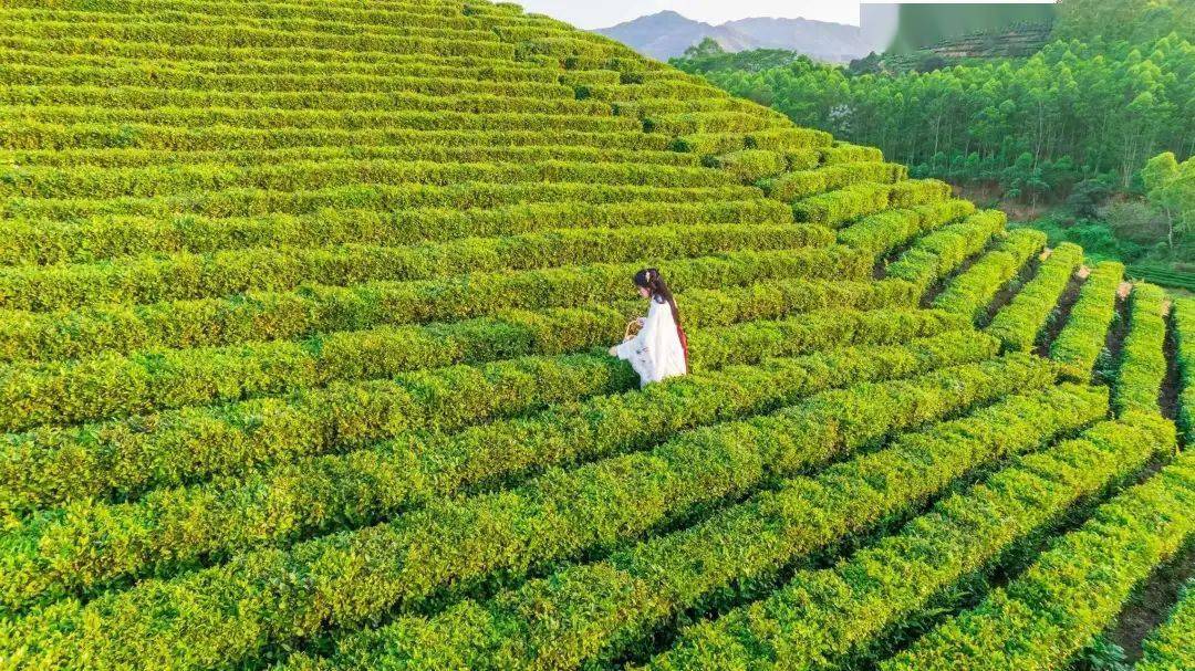 柏塘山茶 | 留下春天味道的最好方式_春茶_新綠_茶園