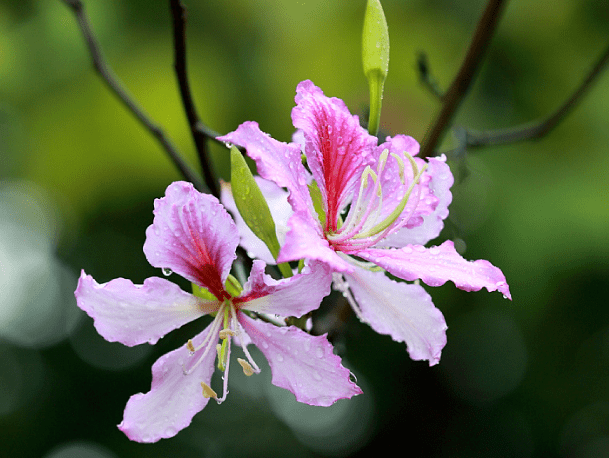 声声相传,花花相扣 | 满城紫荆共结美好