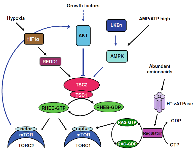 干货收藏版 | 细胞信号通路PI3K-AKT 通路分析详解_蛋白_激酶_GTPase