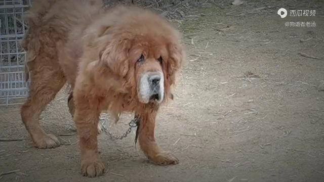 東方猛犬藏獒會見武瘋子比特犬比特的反應太猛藏獒招架不住