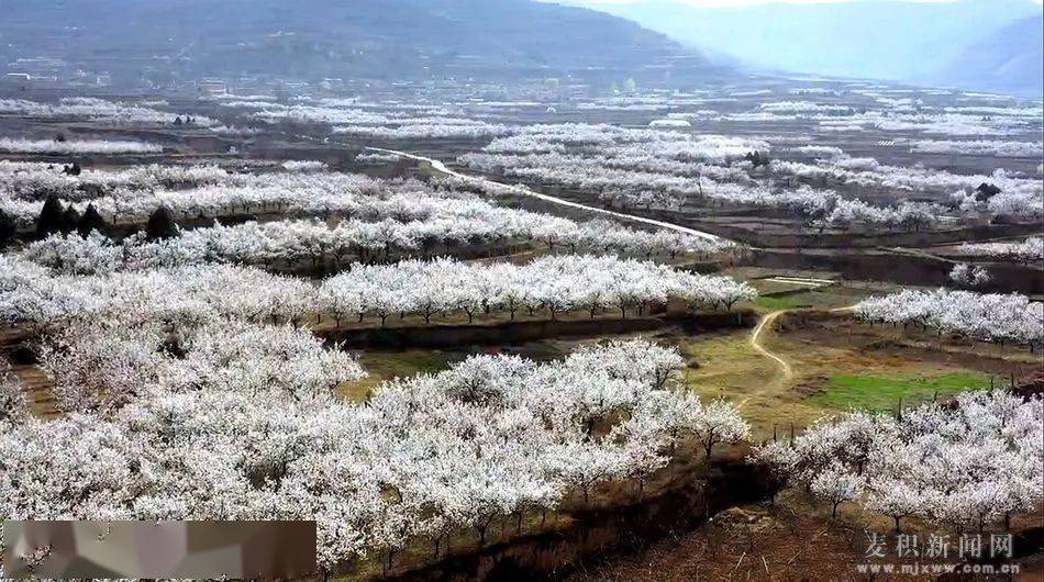 天水麦积区新阳镇全图图片