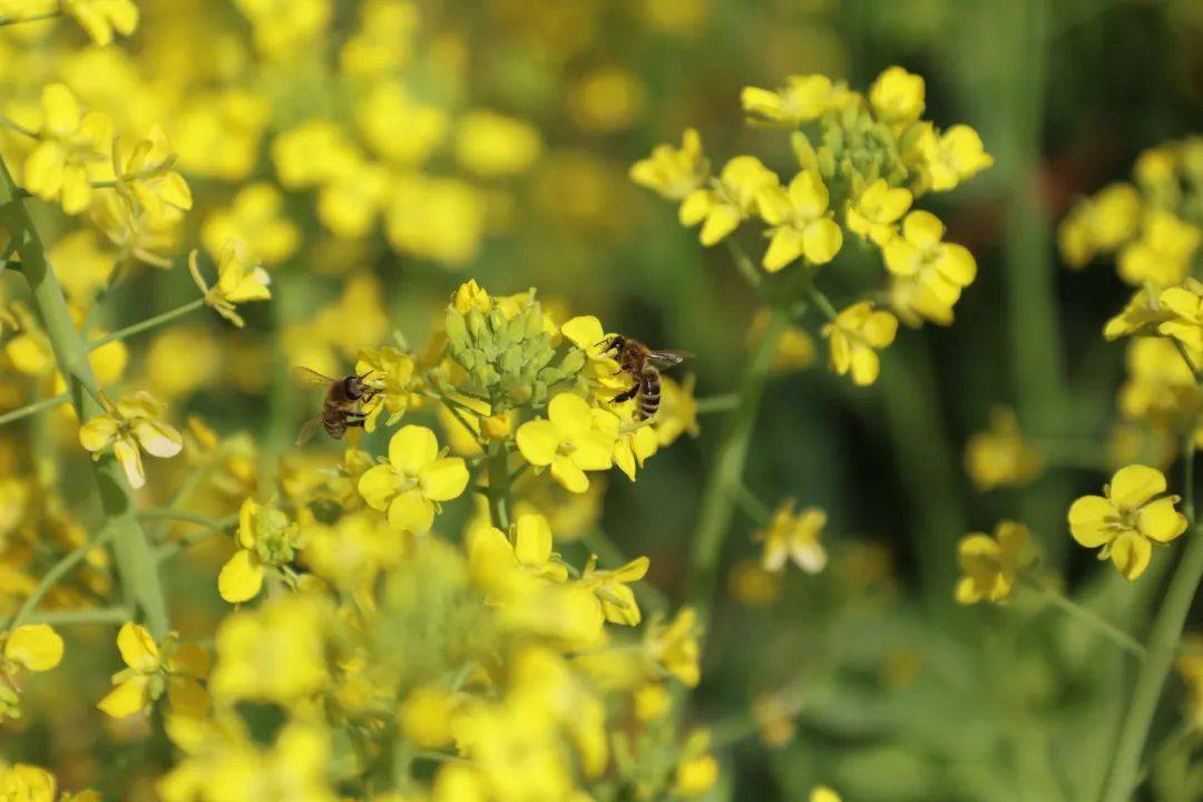 江陵油菜花图片