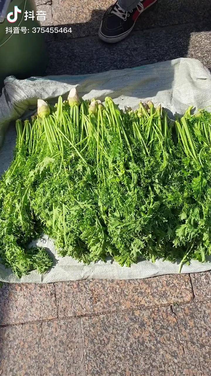 腌制芥菜英纯天然绿色食品腌制芥菜英子的方法这样腌制不容易腐烂