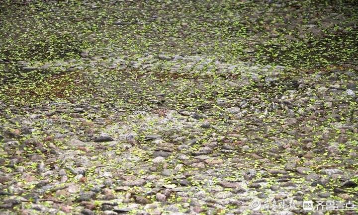 随着它们欢乐大吃,榆钱雨纷纷飘落 .春天是个美丽的季节,在鸟语花