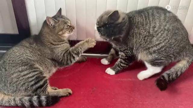 猫咪打架能够多萌全场挥拳48下对视7次竟然没有分出胜负