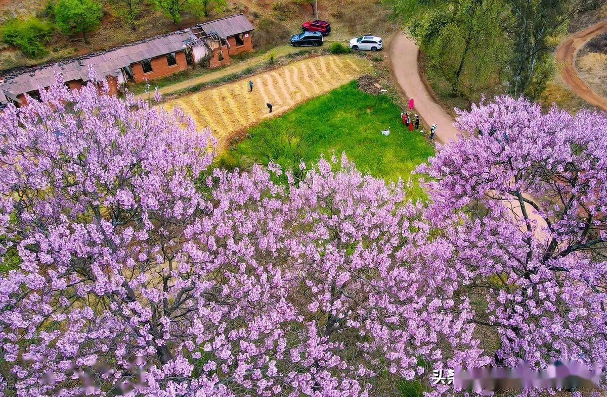昆明寻甸柯渡镇深山中的泡桐花开演绎紫色浪漫