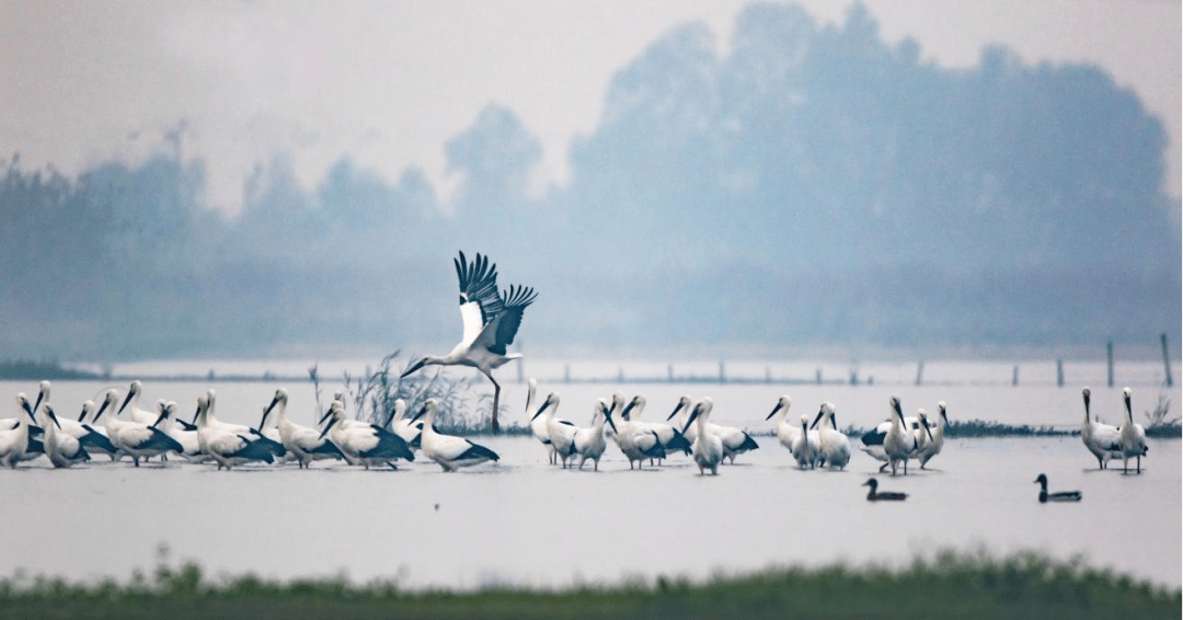 洪泽湖湿地观鸟园图片