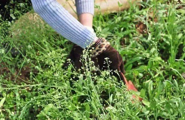 春在溪头荠菜花春食野菜注意啥