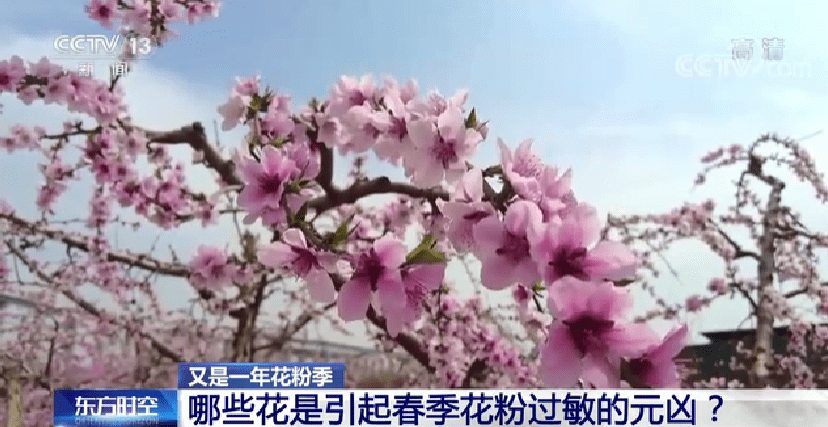 春季花粉过敏怎么办 收好这份花粉症预防指南 症状 患者 过敏原 春季花粉过敏怎么办 收好这份花粉症预防指南 症状 患者 过敏原