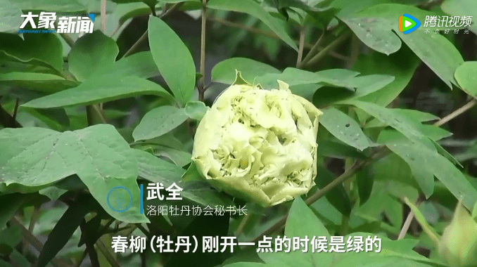牡丹花苗的栽培方法视频