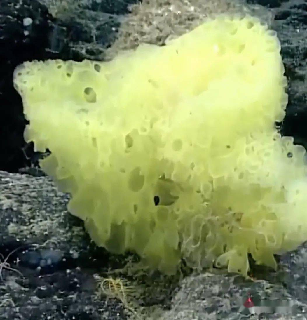 科学家在海中发现现实版海绵宝宝与派大星 但这真相 看哭了啊 照片 文章 动画片