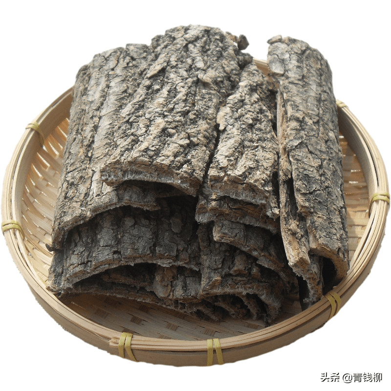 浅谈杜仲引种栽培及造林技术_催芽_苗木_种子