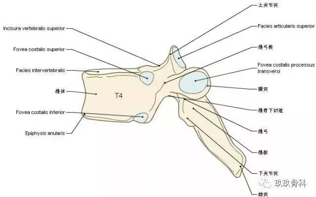 一文掌握丨脊椎與背部3d解剖