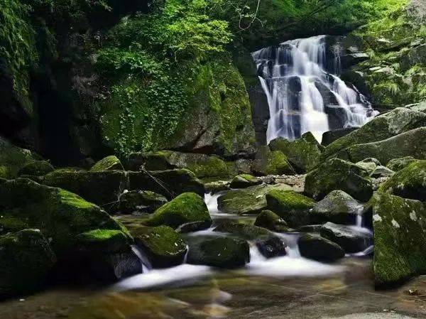 鎮安木王杜鵑花驚豔亮相央視,免費門票速搶_景區_王山_遊客