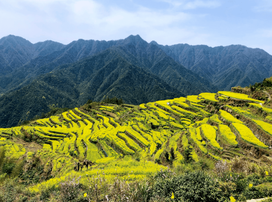 央视聚焦白际乡严池梯田油菜花_高山严_休宁县_游客