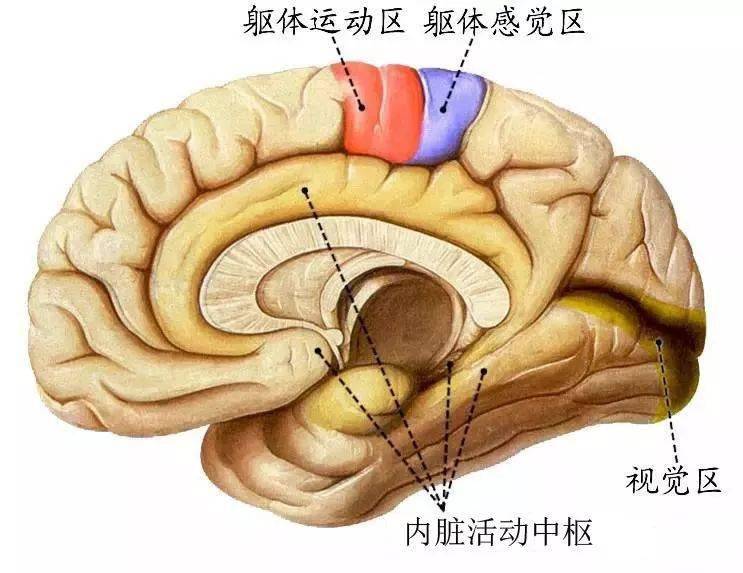 忙;聯絡連合投射系;內囊分為三部分,尾豆屏狀杏仁體;大腦髓質三個系