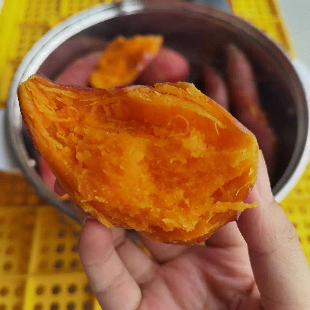 全国沙土地番薯含上海同城配全国发货上海预计411起发