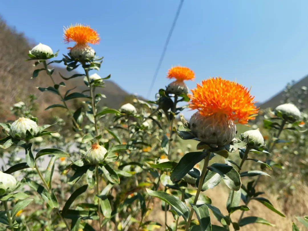 特色产业益智乡盛放的滇红花千丝万缕织就群众幸福网