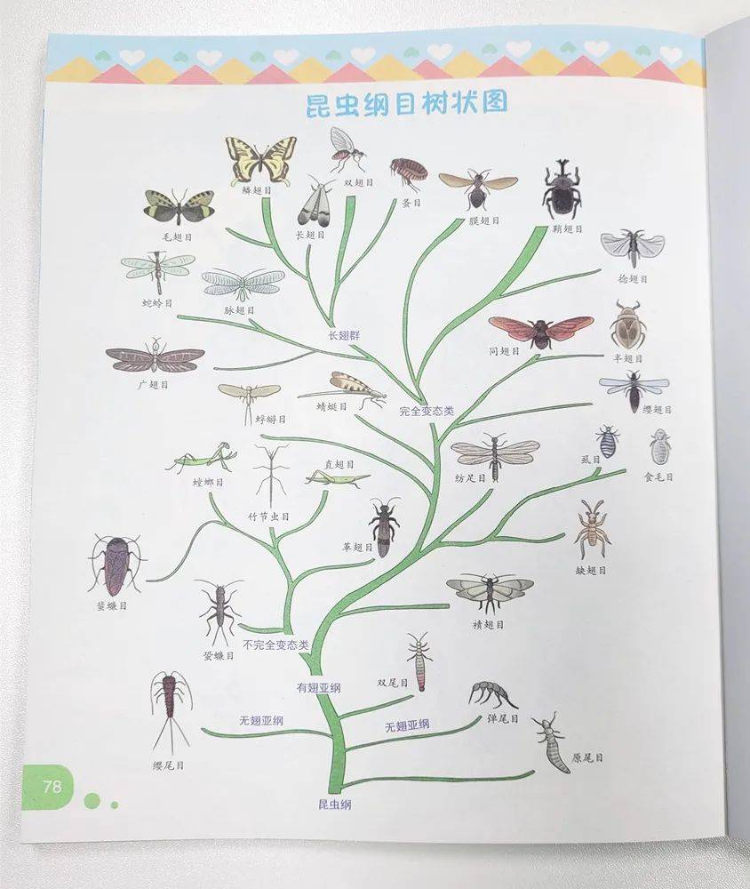 昆虫分类 图表图片