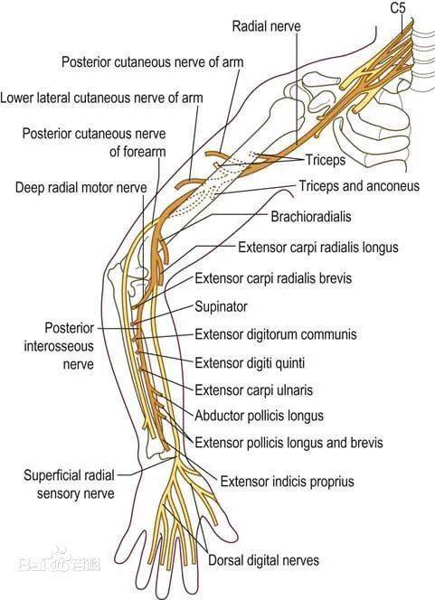 肱三头肌神经支配图片