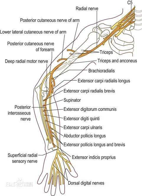 桡神经( radial nerve )是人体上肢背侧的重要神经,负责支配肱三头肌