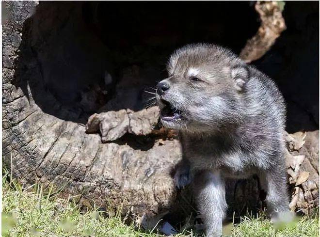 女画家与狼,再见两相望(视频)_李微漪_草原_若尔盖