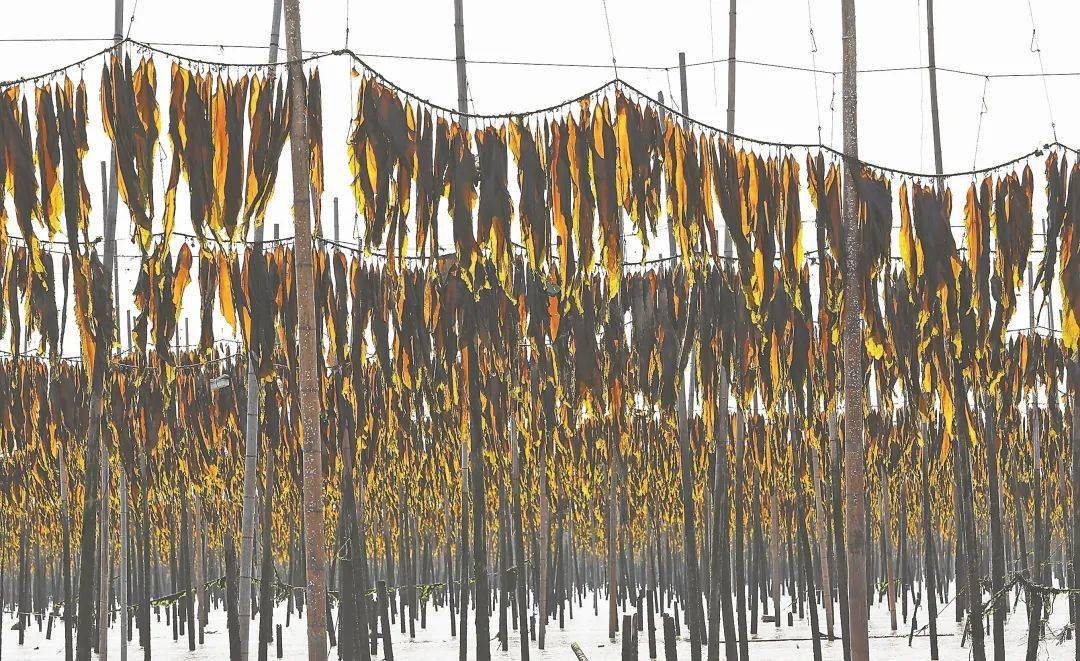 霞浦海带迎来收获季