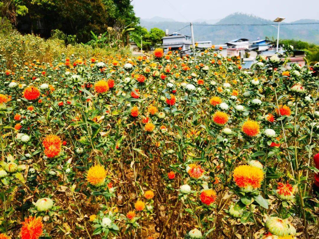 盛放的滇红花,千丝万缕织就群众幸福网_段邦雄_种植_中药材