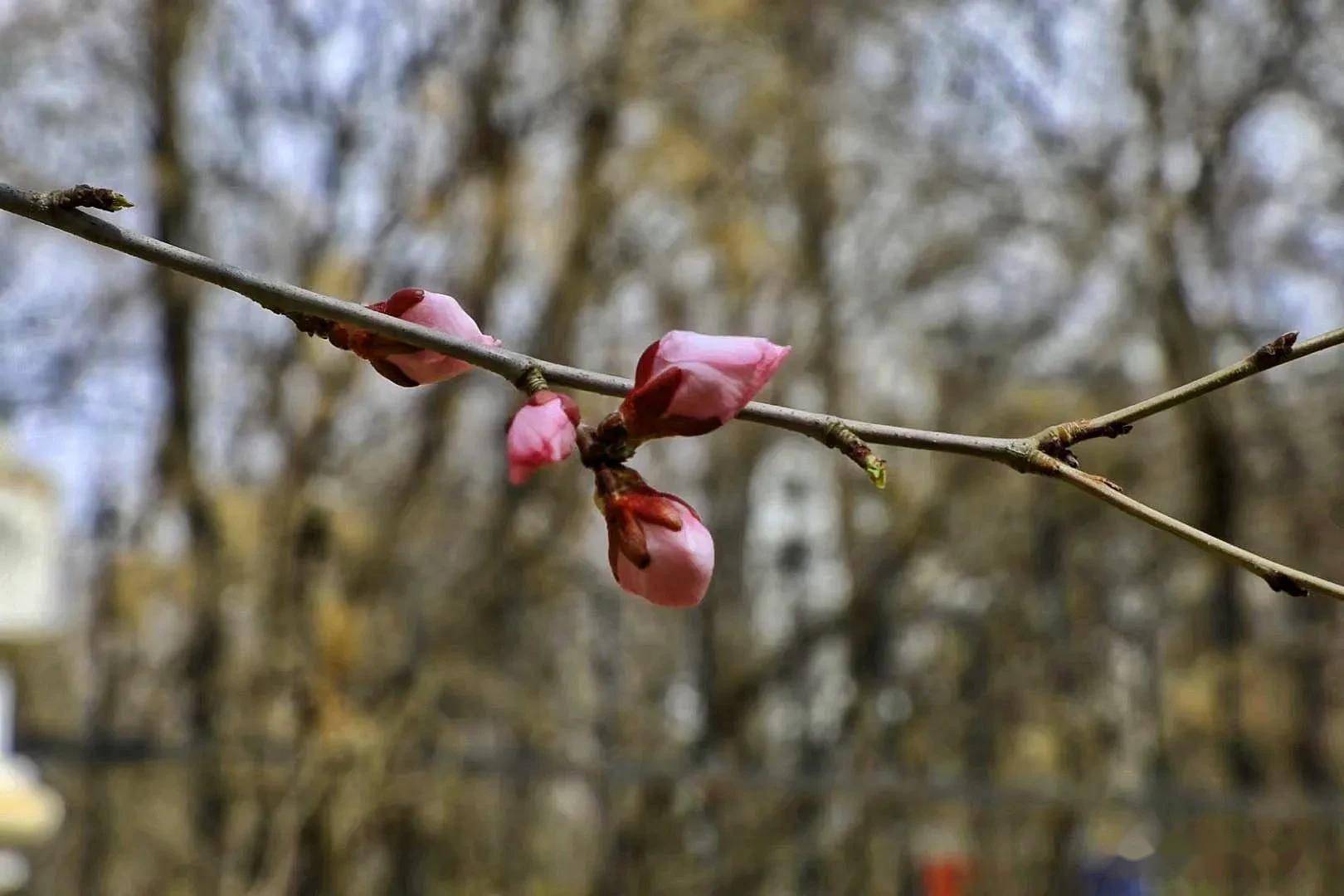 春天桃树上便长出了好多含苞欲放的花骨朵