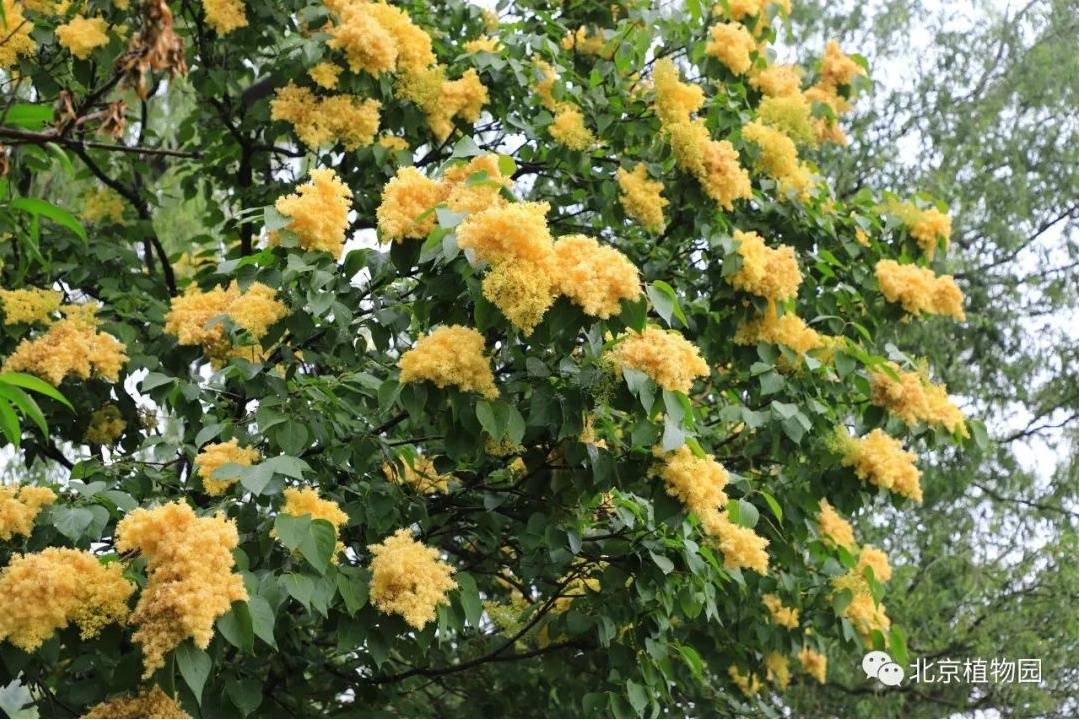 北京植物园丁香园种植有80余种丁香,共1000余株,其中金色的金园丁香