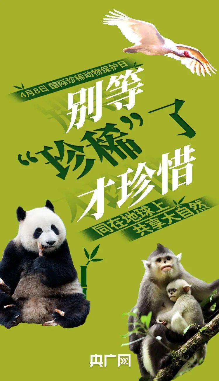 国际珍稀动物保护日丨别等"珍稀"了才珍惜!_种群_多样性_生物