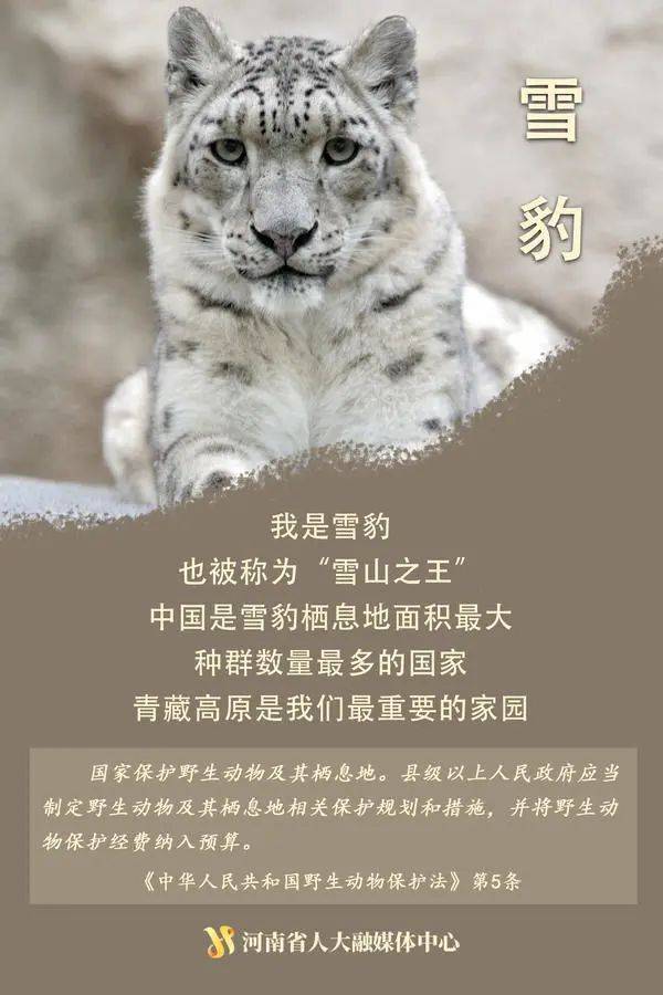 神奇动物在这里丨国际珍稀动物保护日一起来看动物们的自白