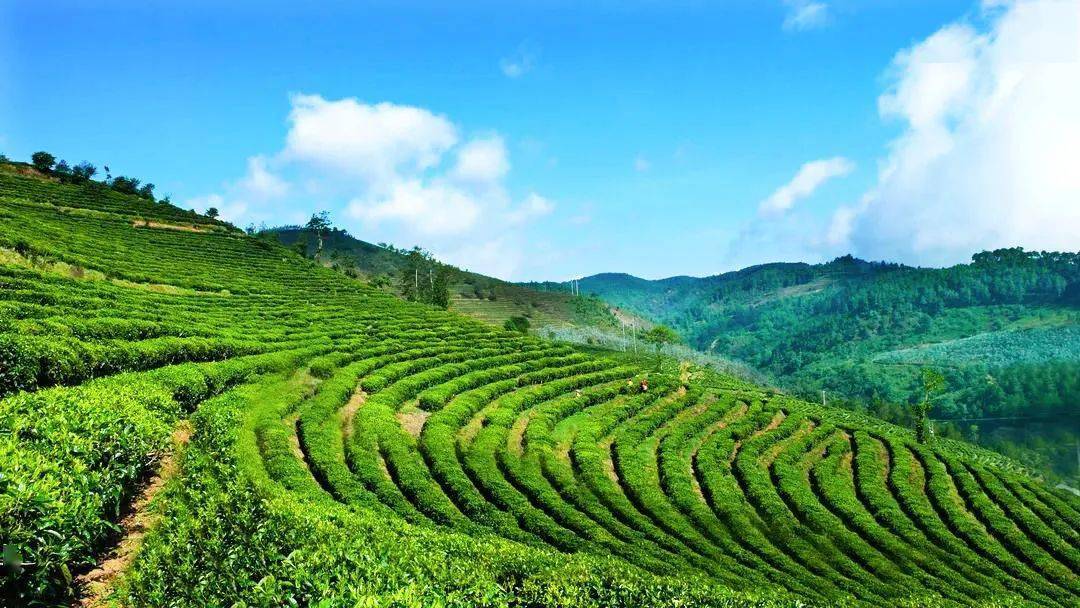 臨滄茶 尊天下丨春歸茶山_茶園_白鶯_鳳慶