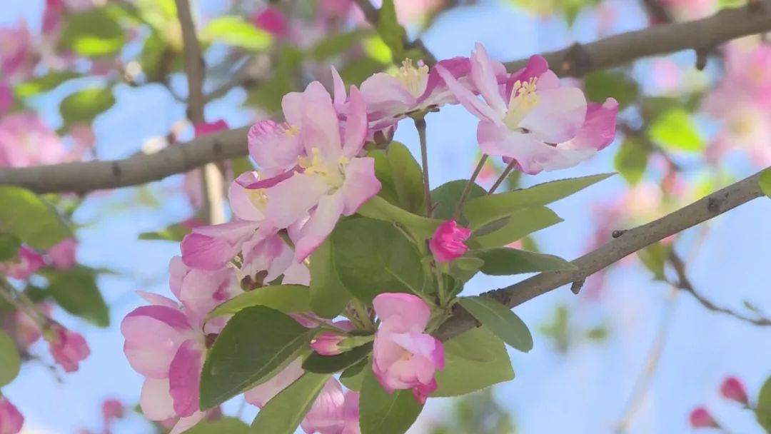 花开河北春潮烂漫海棠红花中神仙枝头俏