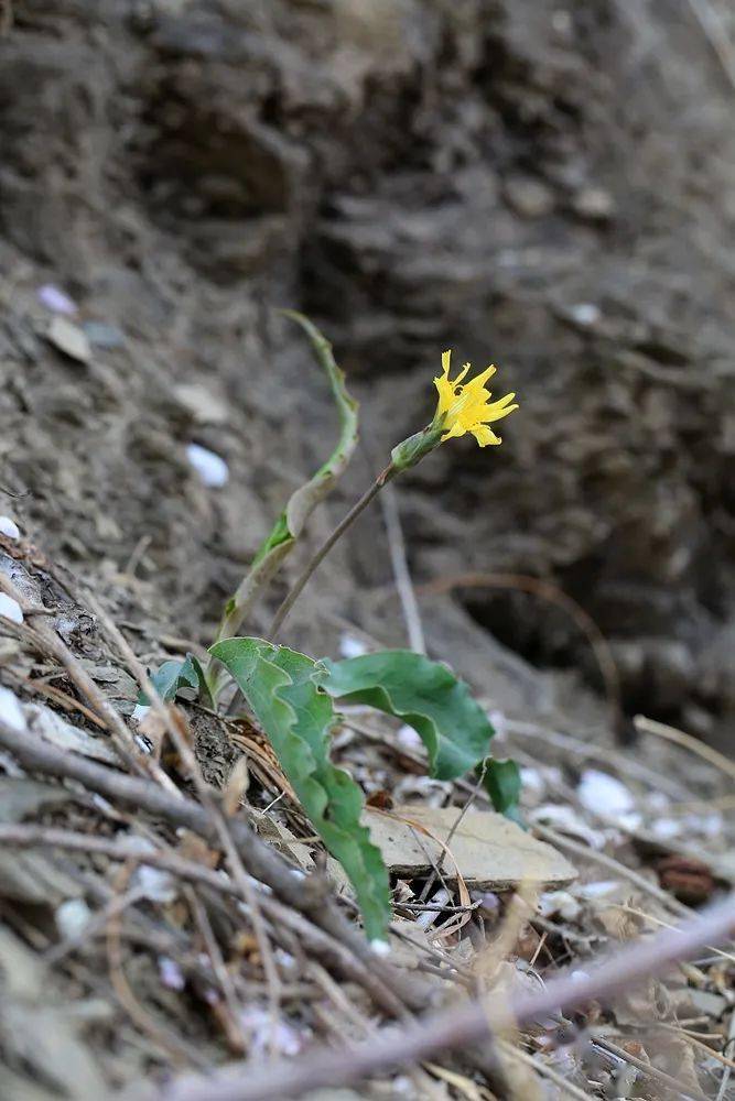 香山4月|認識早春植物_薔薇_堇菜_胡桃科