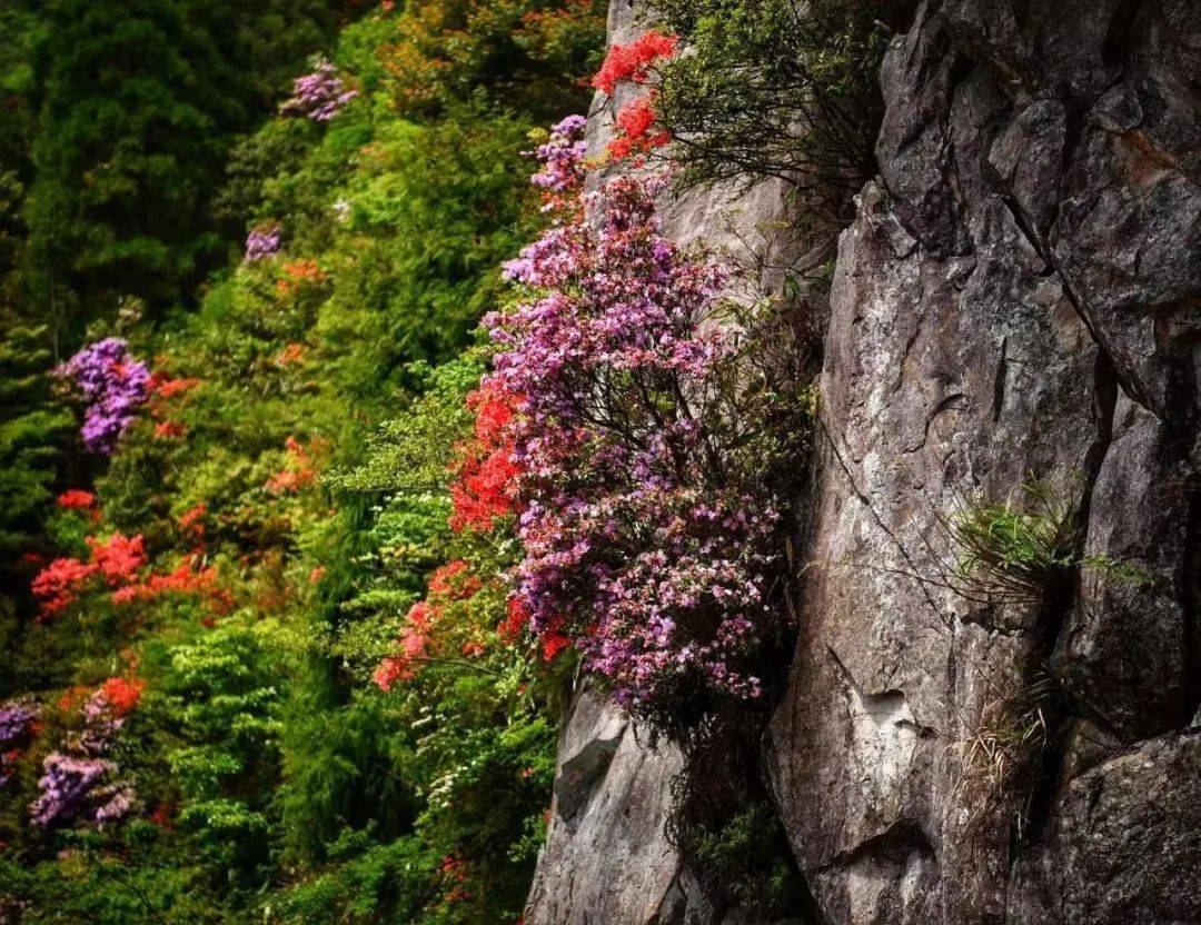 雁荡山花资料图片