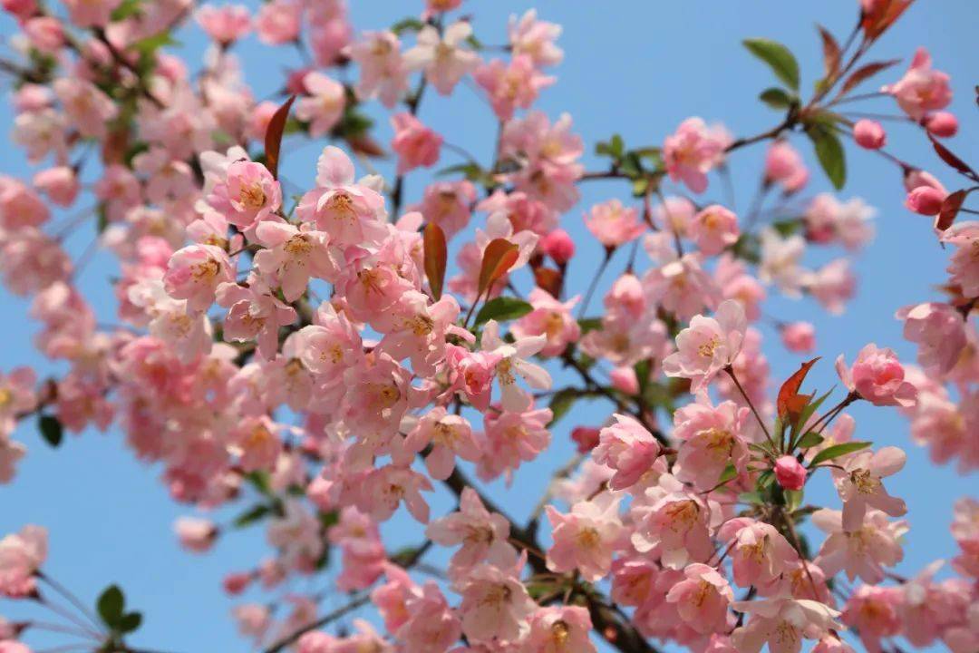 快收藏这份保定春天赏花指南 花景美如画 携君共赏春 海棠 樱花 丁香