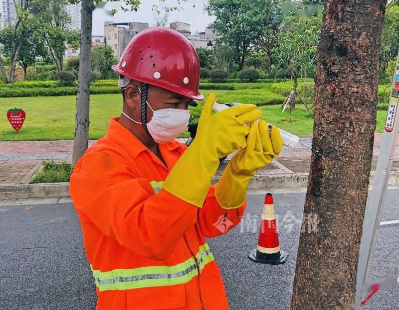 园林医生精心养护 只为龙城绿荫花海_树木_防治_植物