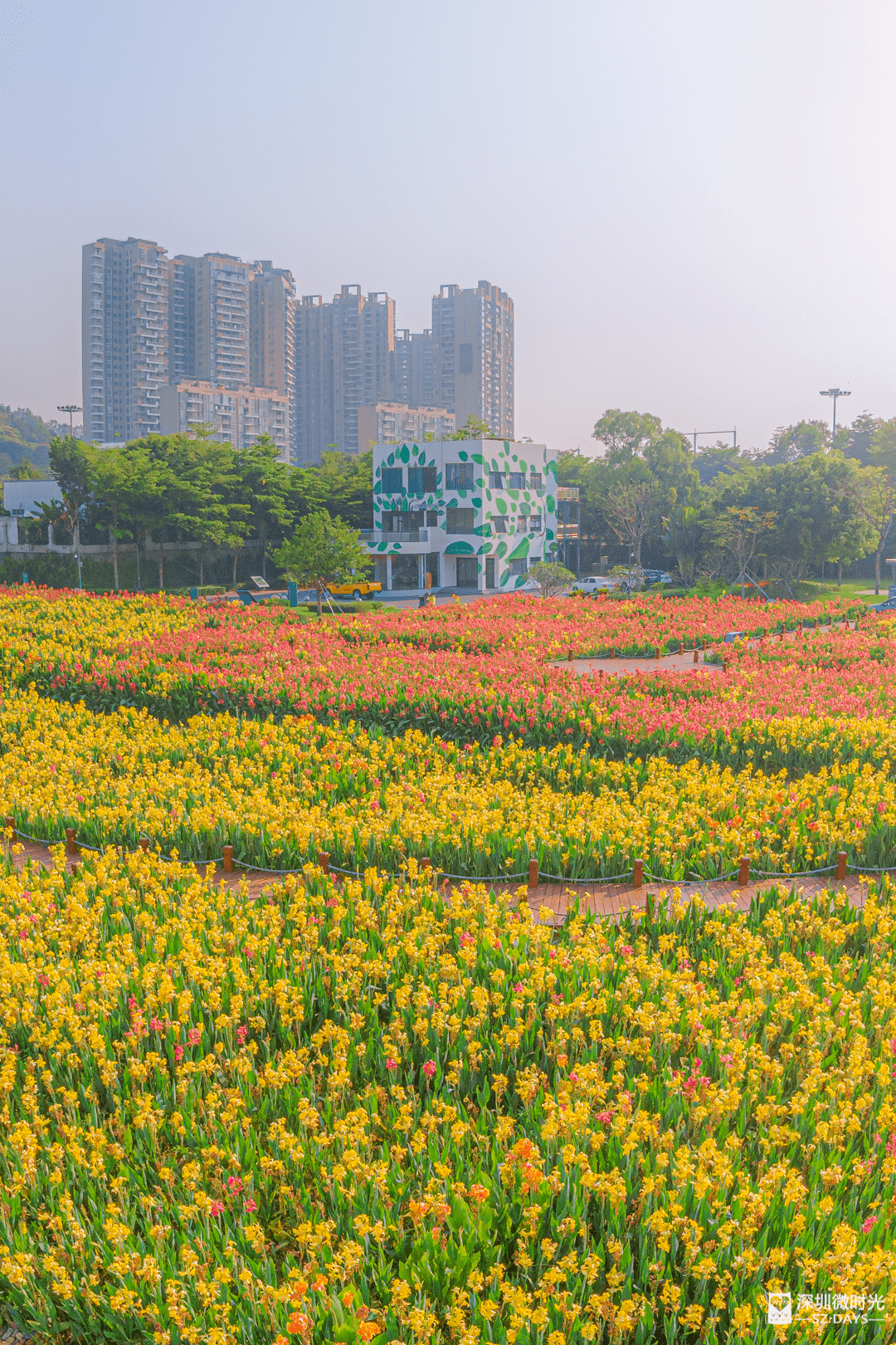 这样人少景美的「花海公园」，深圳不多见了！