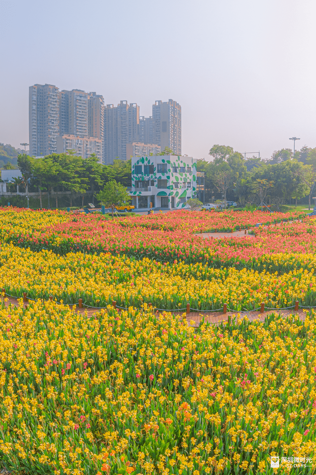 这样人少景美的花海公园深圳不多见了