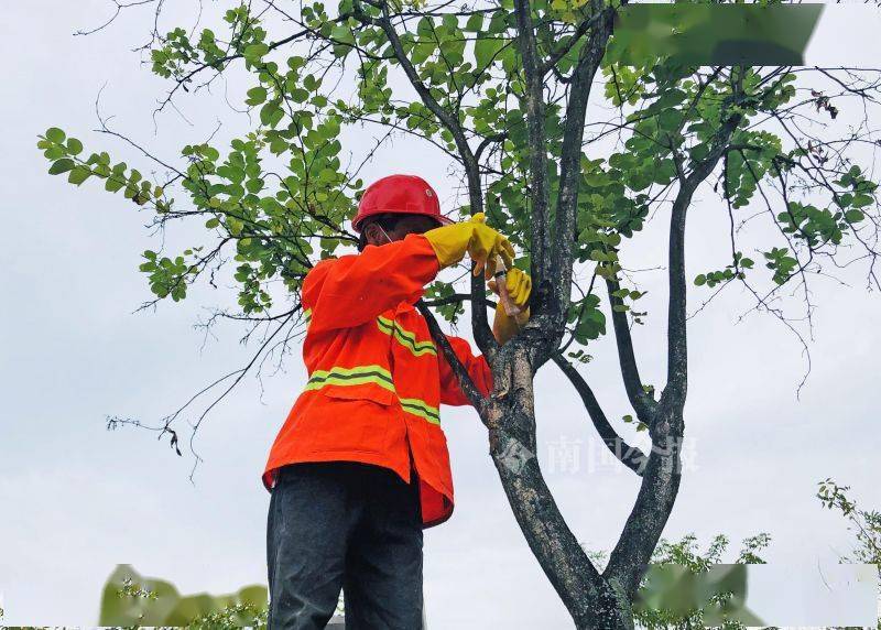园林医生精心养护 只为龙城绿荫花海_树木_防治_植物