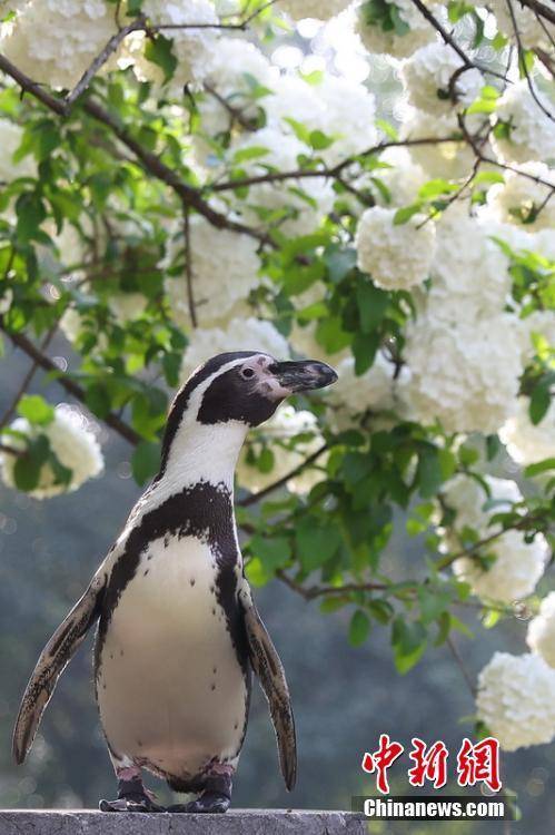小企鹅户外赏花“享”春意