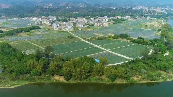 广西玉林福绵区春耕亦春收